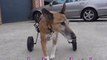 Chariot pour animaux impotents , handicapes,paralysés