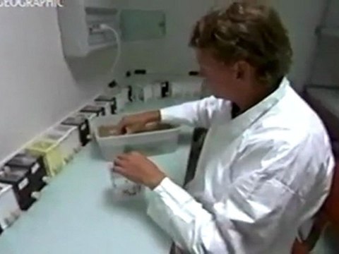 [Agroalimentaire][Pollution] Le silence des abeilles - National Geographic 04.2008 - 46m59s