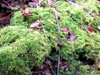 Chanterelles en tube du 29 décembre 2011