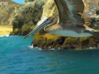 Pélicans et raies volantes - Earthflight - BBC One