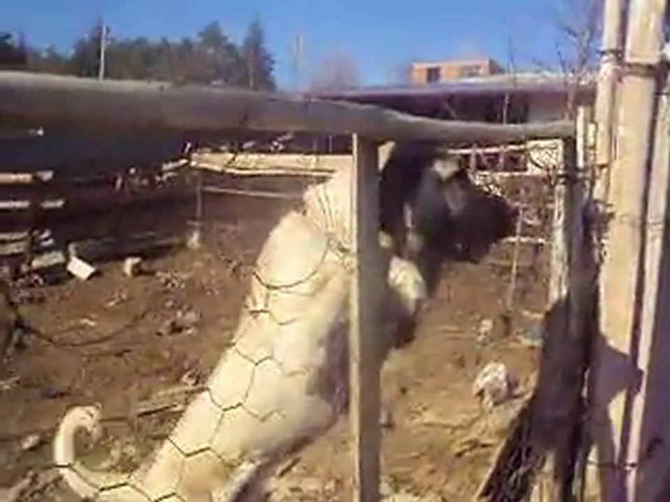 kırsehirli corcun torunları karabaş ve komando