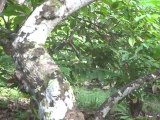 CUBA: Baracoa Cacao