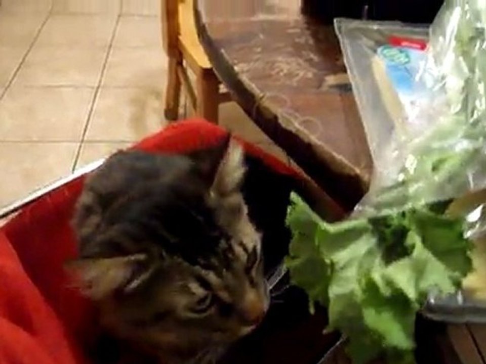 Bizarre, ce chat ? non ?