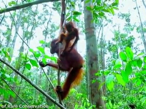 Travel Guide: Indonesia's Top Natural Attractions