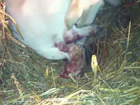 fidji naissance des bébés