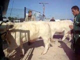 fete du Charolais au Scarabée Roanne Riorge 2011