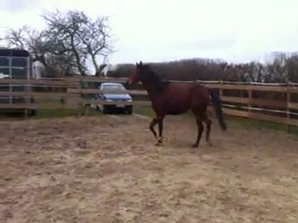 tsar saut