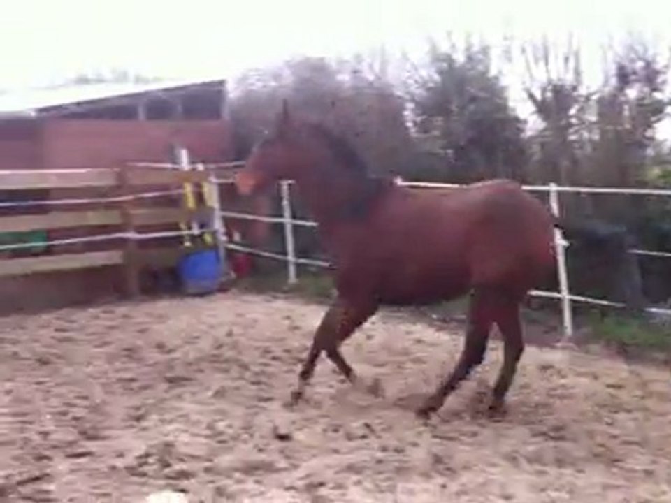 tsar saut en liberté