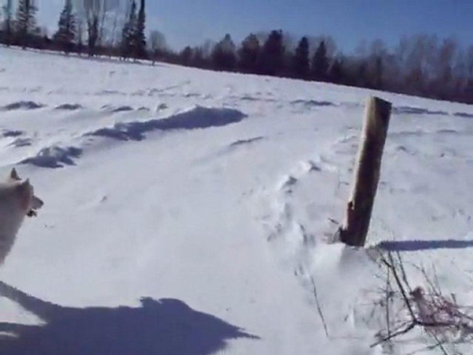 Ski-joerring