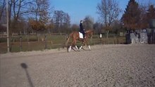 7 - jarige merrie V. Bodo - draf