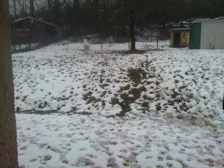 achat du kong pour Fortuna Majeur de Fortuna Majeur