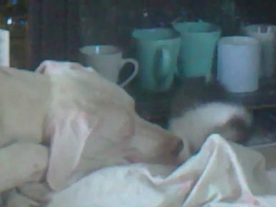 FM et le chaton sous la tete