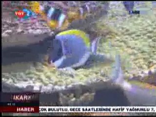 Hayat Akarken - 13.01.2010