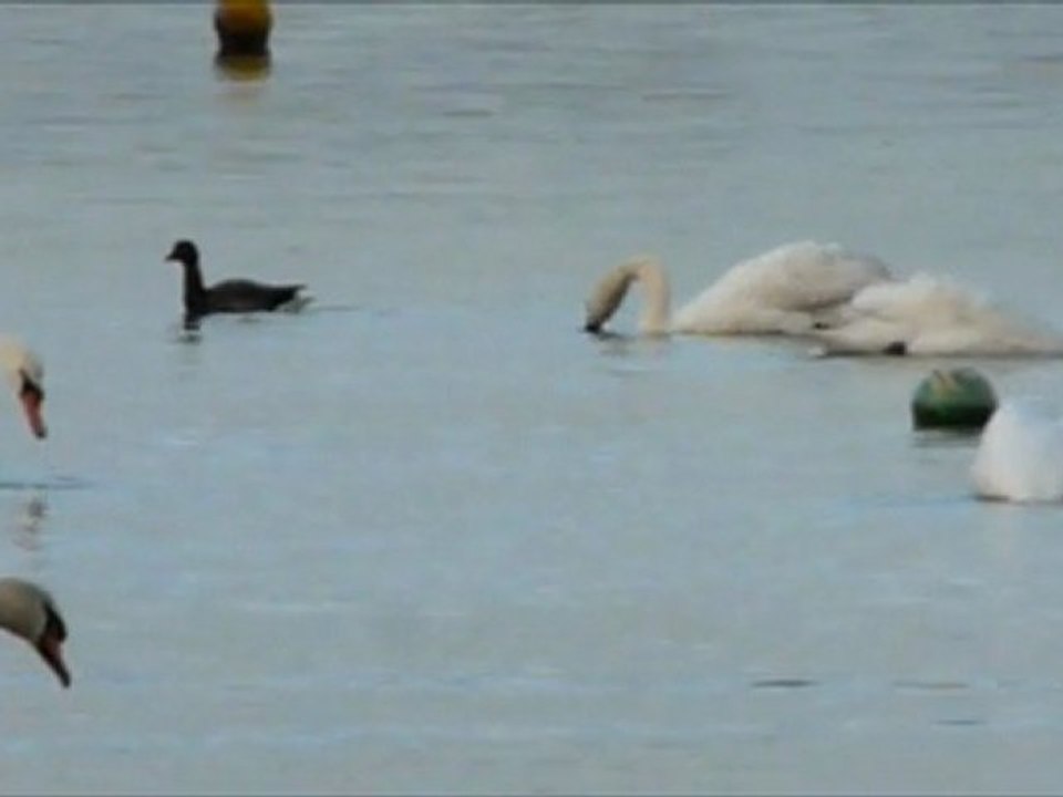 Mercredi 29 Décembre 2011 à 9h42 Bassin d'Arcachon Arès