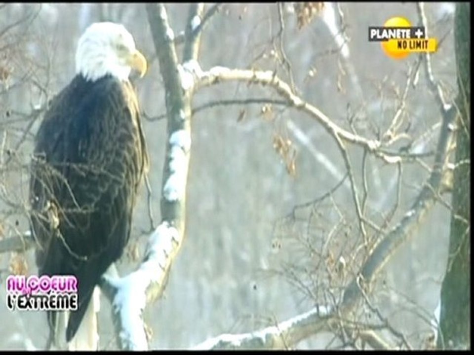 Aigle royal, disparition programmée