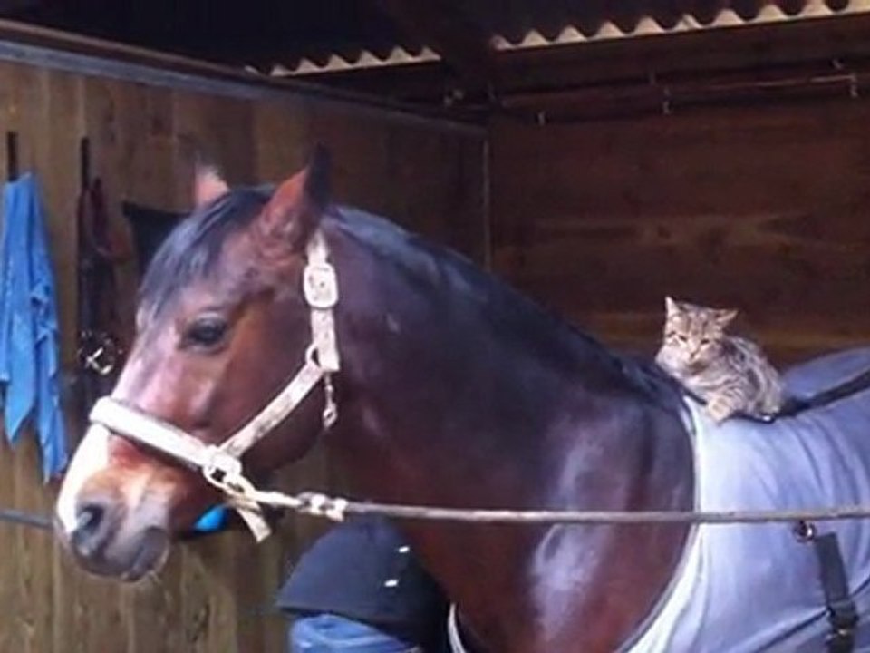 31.12.11 - Rap'Tout et Le Cat's...