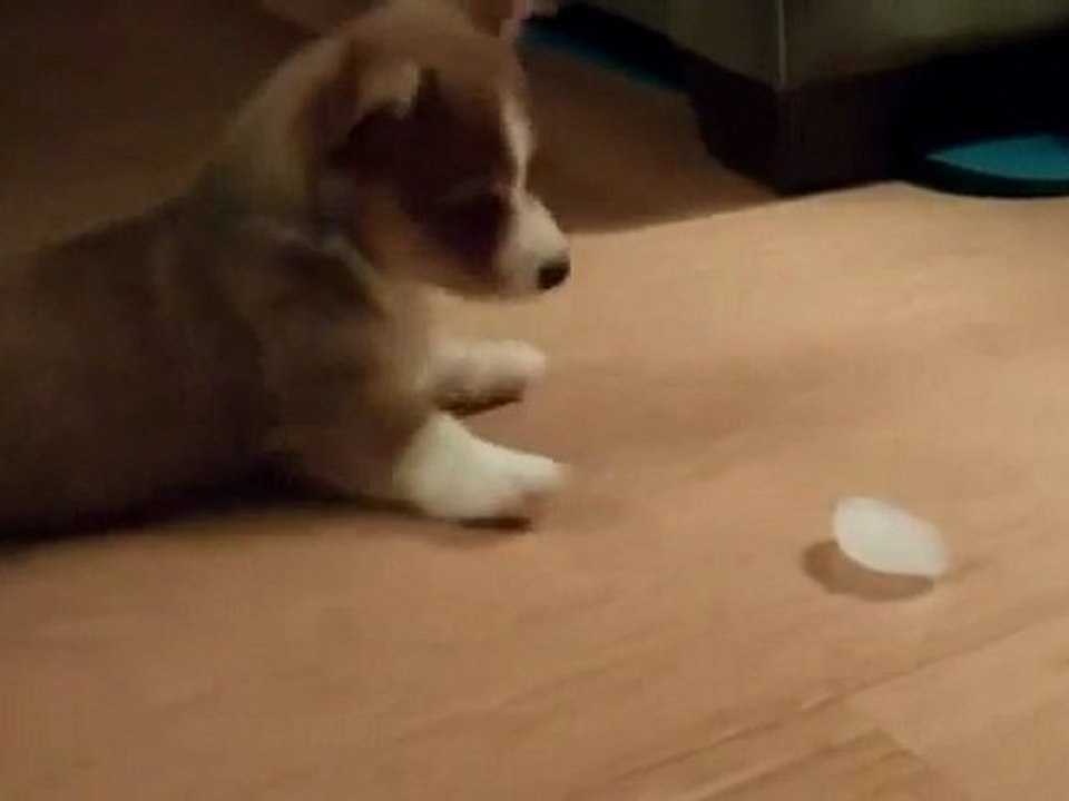 Un chiot joue avec un glaçon