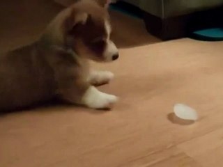 Un chiot joue avec un glaçon