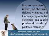 Adiestramiento del Pastor Aleman : Entrenamiento de Perros