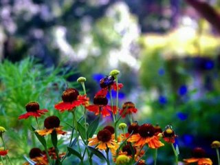 Aesop's Fables: The Dog & the Hare