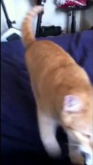 Chopin says something