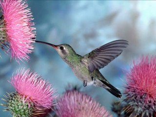 2012قراءه خاشعه للشيخ مشاري العفاسي مع صور رائعه لبعض الطيور