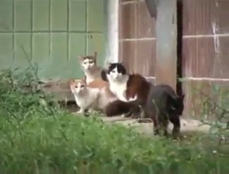 فار هرش كديسة
