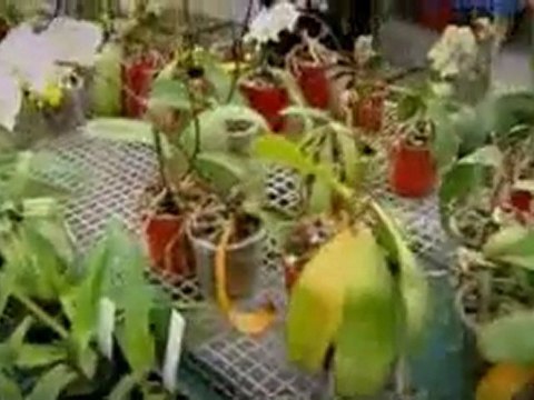 Клетка, или Из чего состоит жизнь 1. Невидимое царство