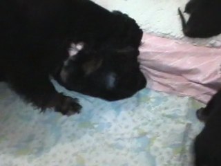 Chiots Bluebell (suite)