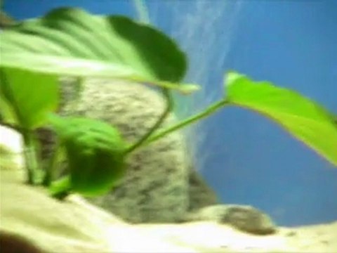 ilangi yellow barbaros1