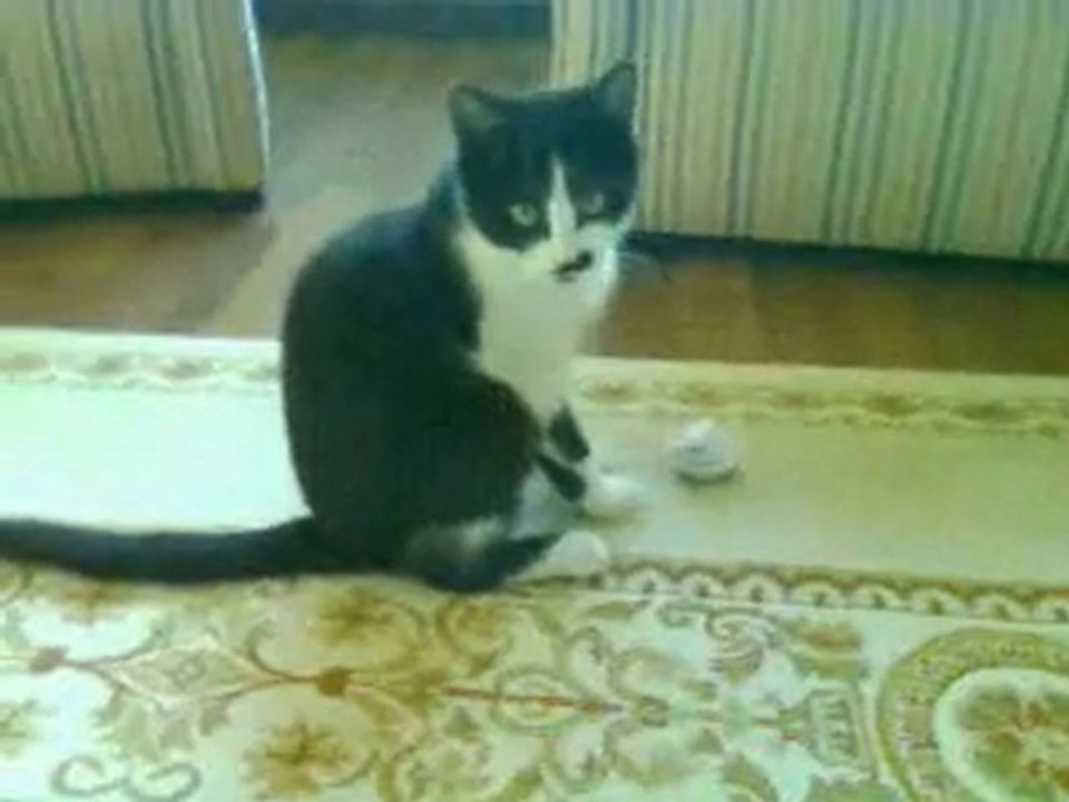 KEDİ