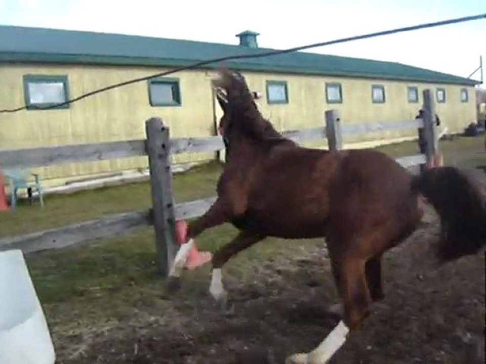 Ma passion, les chevaux