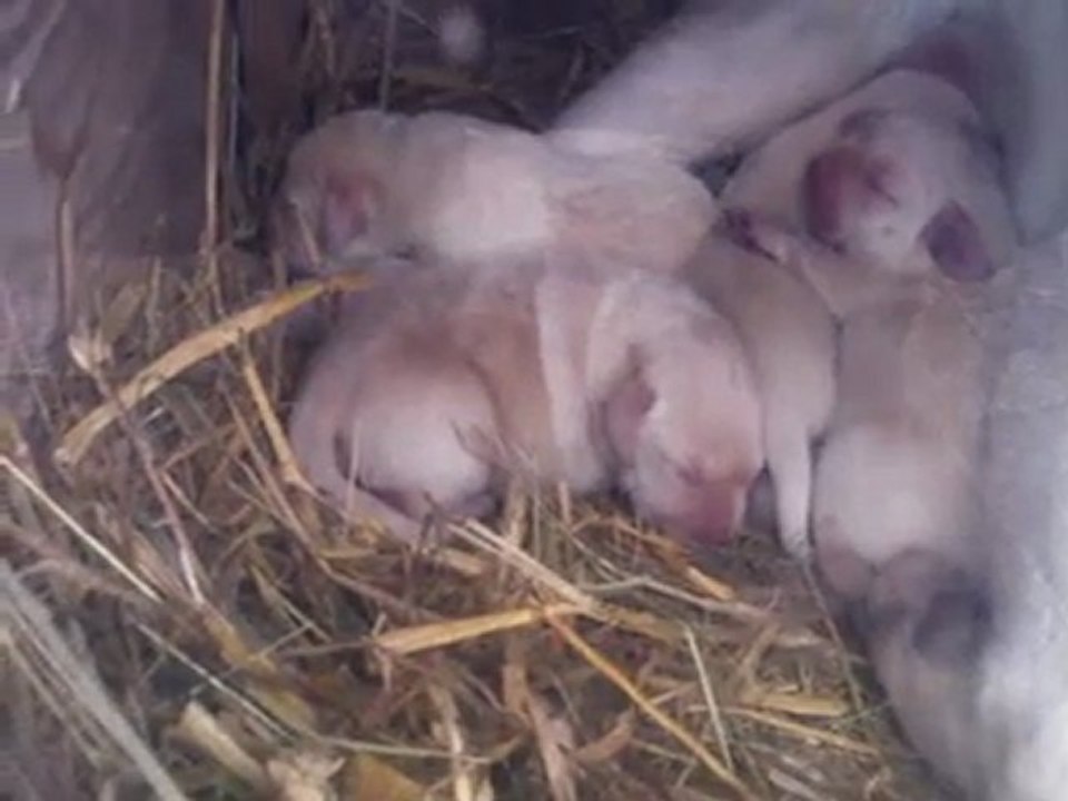 bébé fidji 01/01/12