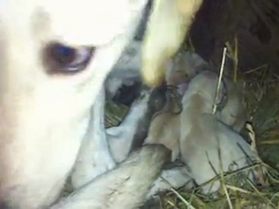 bébé fidji 31/12/11