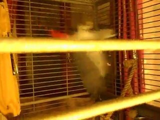 Elsa&Léo. Petite agitation de joie  pour mon retour. .2012.01.01.