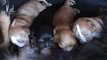 Cavalier King Charles Spaniel Puppies - 1 Week Old