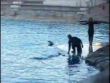Parco Oltremare - Lo spettacolo dei delfini 1
