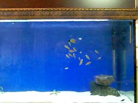 TROPHEUS RED RAİNBOW KASANGA YAVRU 21.12.2011