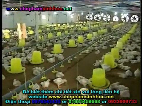 Đệm lót sinh học - đệm lót sinh thái - đệm lót lên men với chế phẩm sinh học Balasa trong chăn nuôi