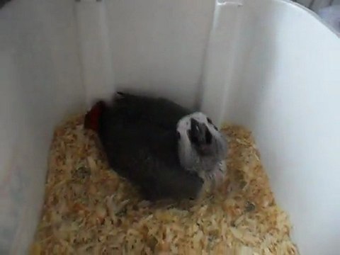 mon bébé gris du gabon