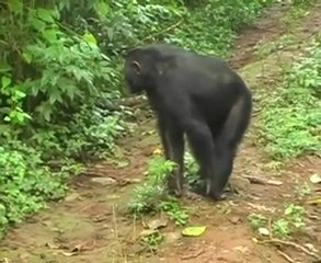 Les chimpanzés ne laissent pas leurs comparses dans l’ignorance