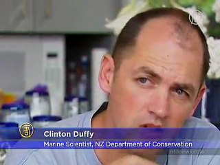 Orca Attacks Sharks on New Zealand Beach