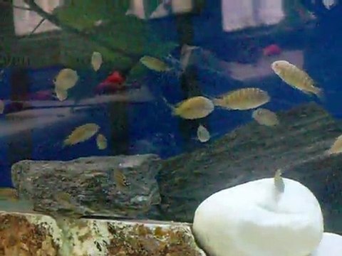 TROPHEUS RED RAİNBOW KASANGA YAVRU Kayseri Ömer Yeşilırmak