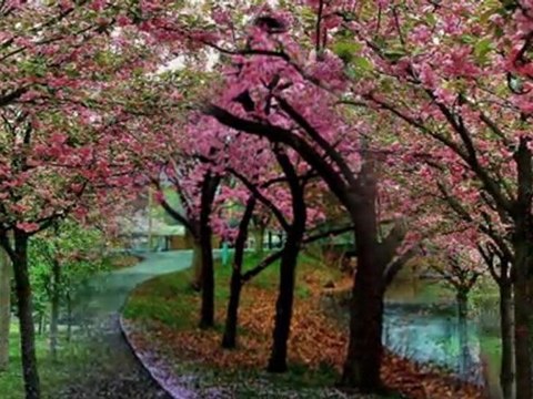 GÖKSEL BAKTAGİR-BAHAR DÜŞLERİ