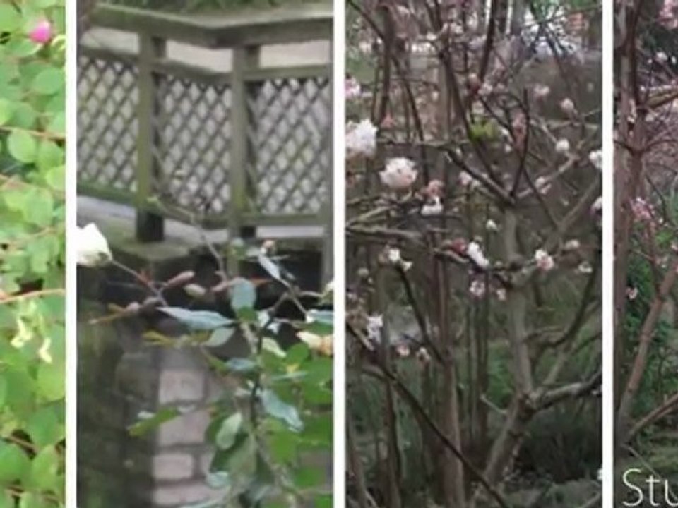 Premières fleurs à Troyes