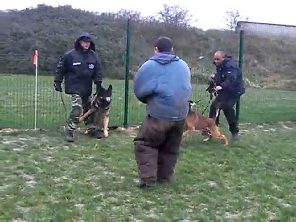 Patrice Foucault formation maître chien