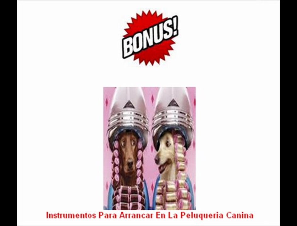 Adiestramiento peluquería confección ropa y más Todo sobre perros caninos