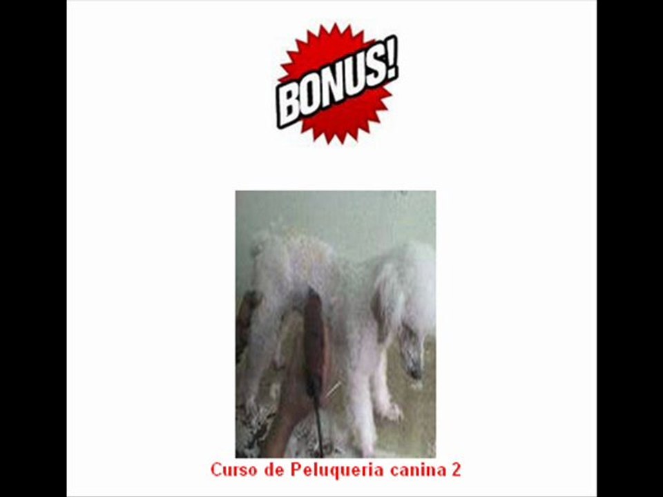 Curso peluquería canina muy interesante y práctico