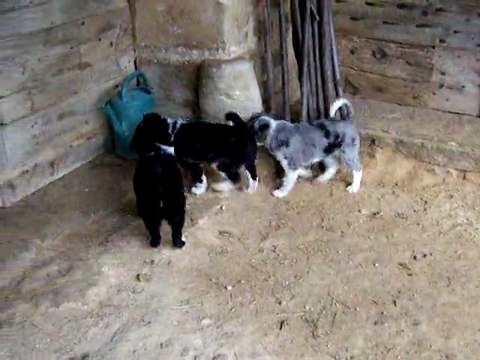 chiots border collie 2 mois jouent