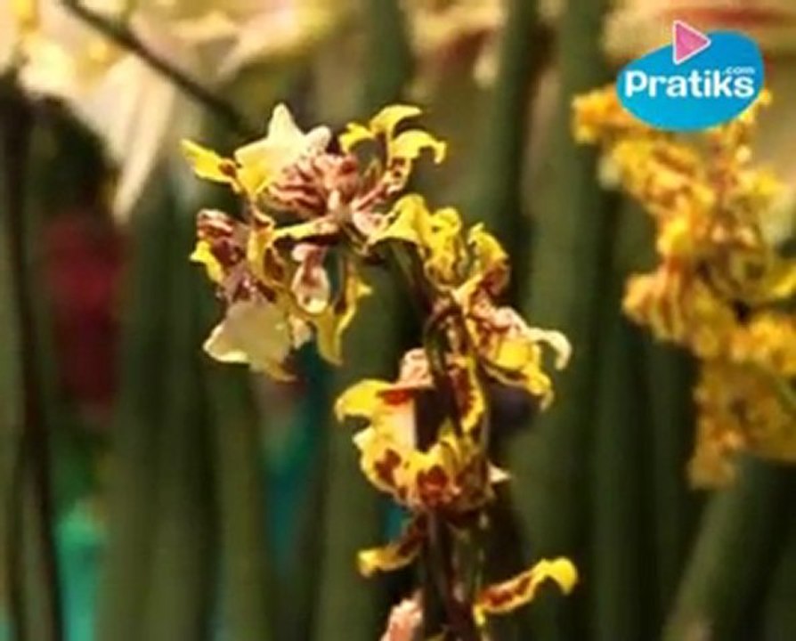 Comment prendre soin de ses plantes - Les orchidées